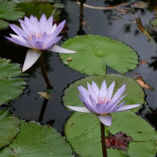 Nenúfares y flores flotantes