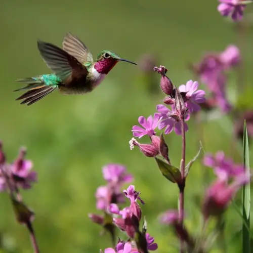 Veulo d'un colibrí