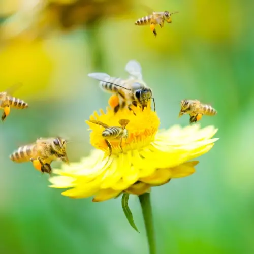 Abelles volant al voltant d'una flor