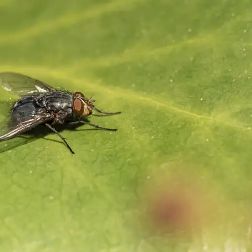 Mosca reposant sobre un full