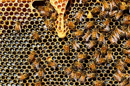 Densitat de la mel: mesurament, càlcul i propietats físiques